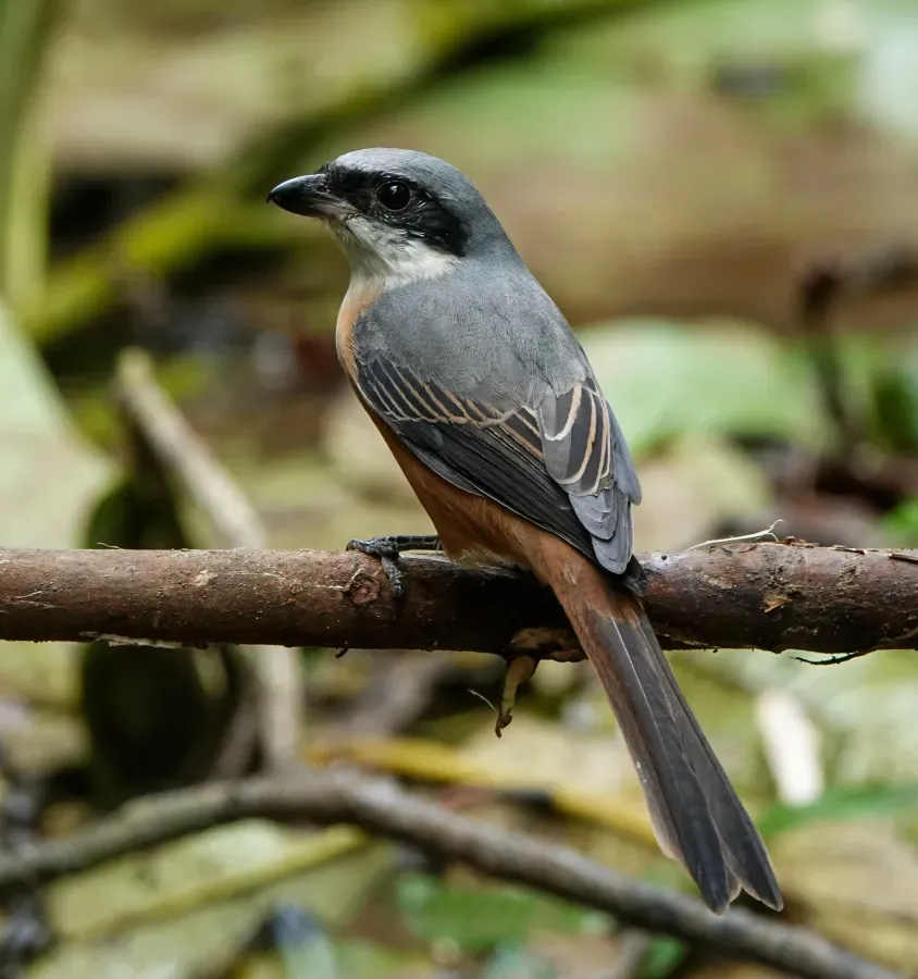 File:Lanius tephronotus 176351739.jpg