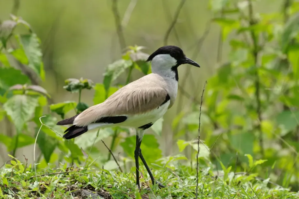 File:Vanellus duvaucelii 173064771.jpg