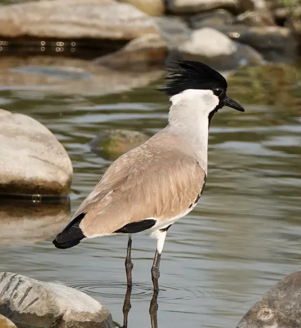 File:Vanellus duvaucelii 128354935 (cropped).jpg