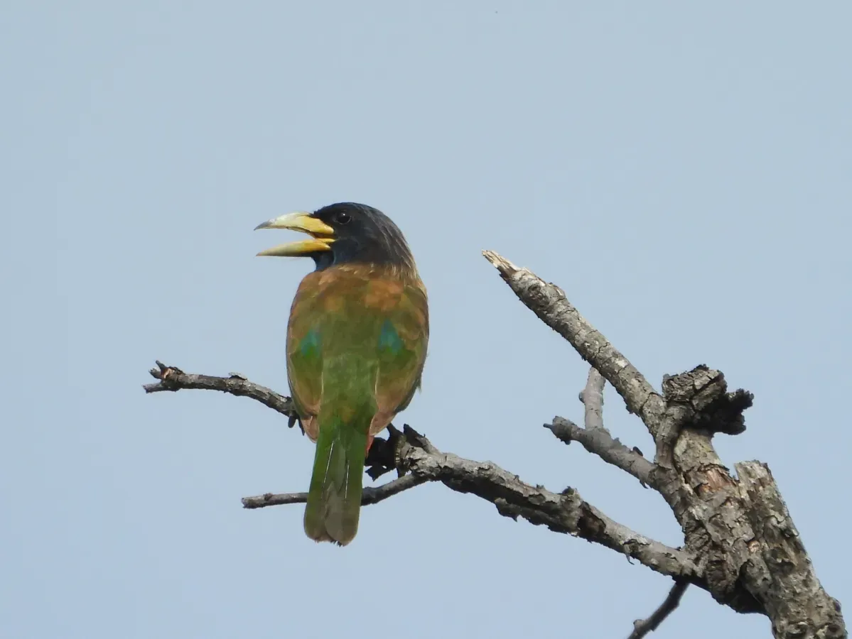 File:Psilopogon virens 349106190.jpg