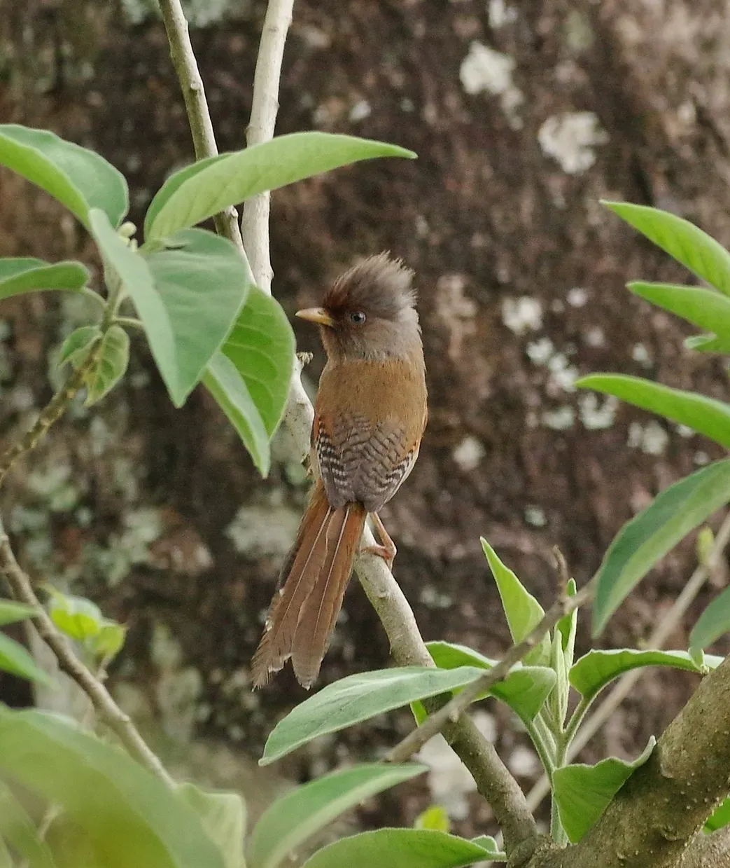 File:Actinodura egertoni 172552207 (cropped).jpg