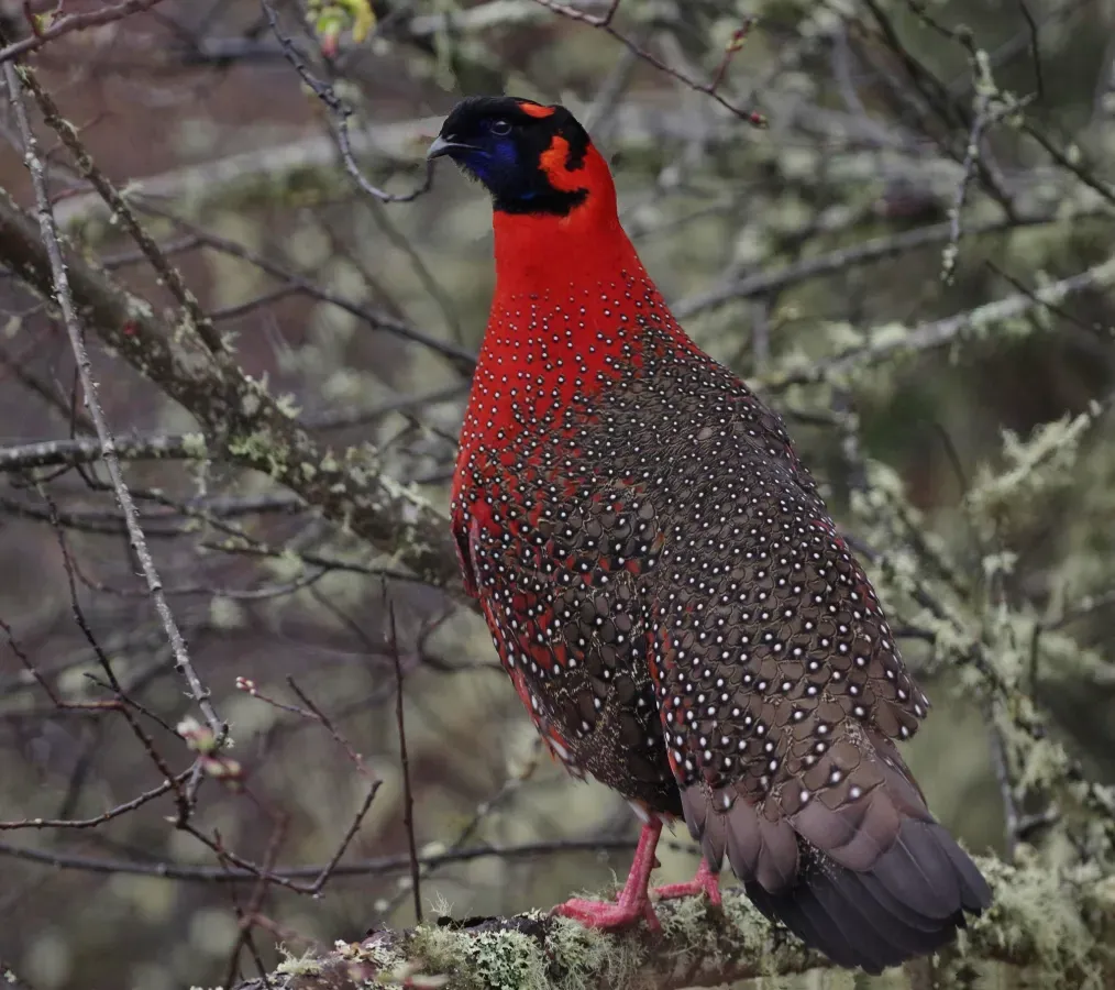 File:Tragopan satyra 171541060.jpg
