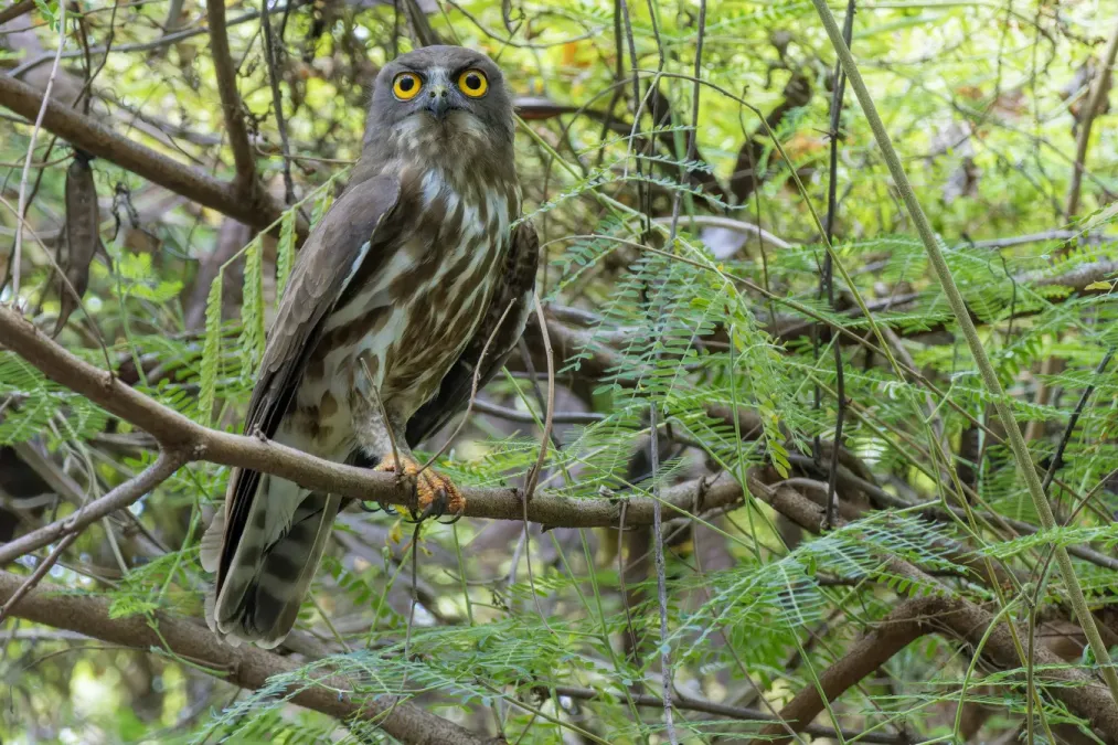 File:Ninox japonica 362852852.jpg