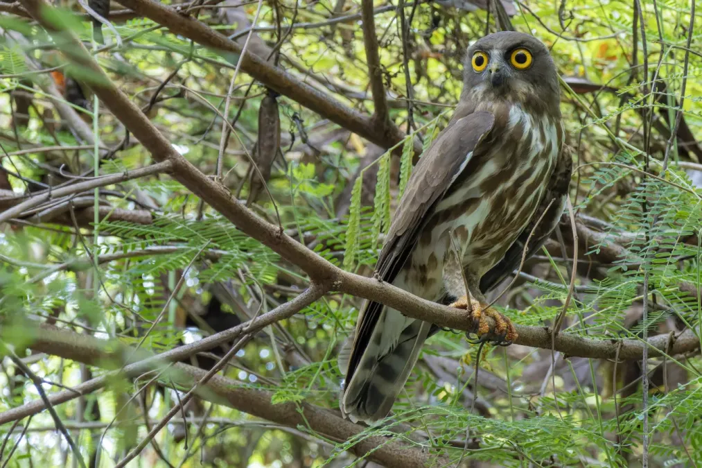 File:Ninox japonica 362852857.jpg