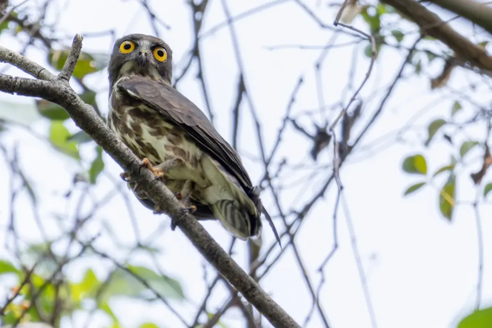 File:Ninox japonica 362852827.jpg