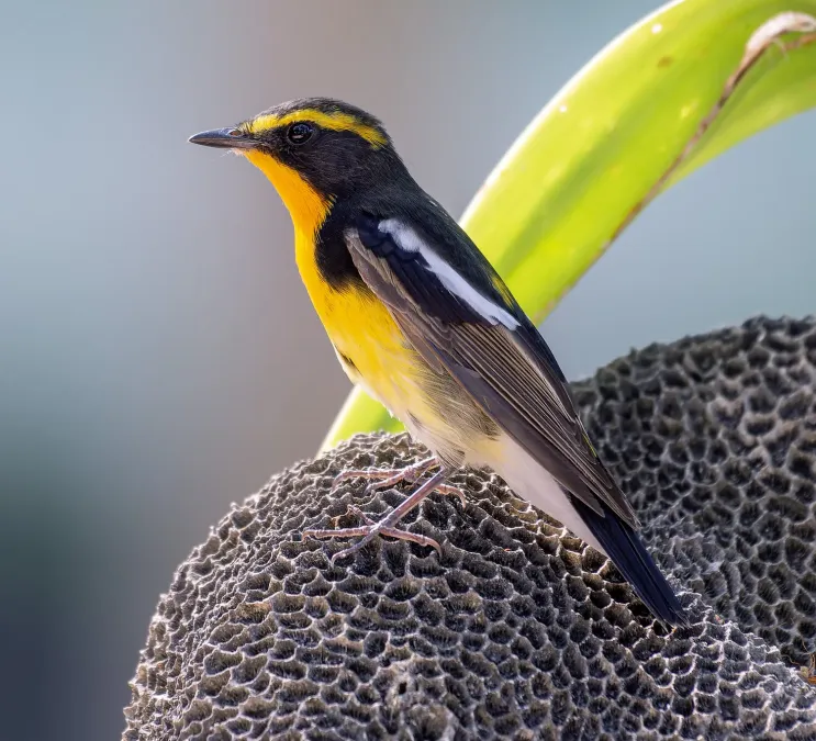 File:Ficedula narcissina 362189160 (cropped).jpg