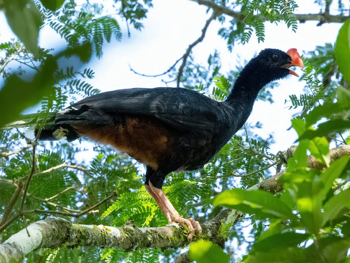 File:Mitu tuberosum 245887267 (cropped).jpg
