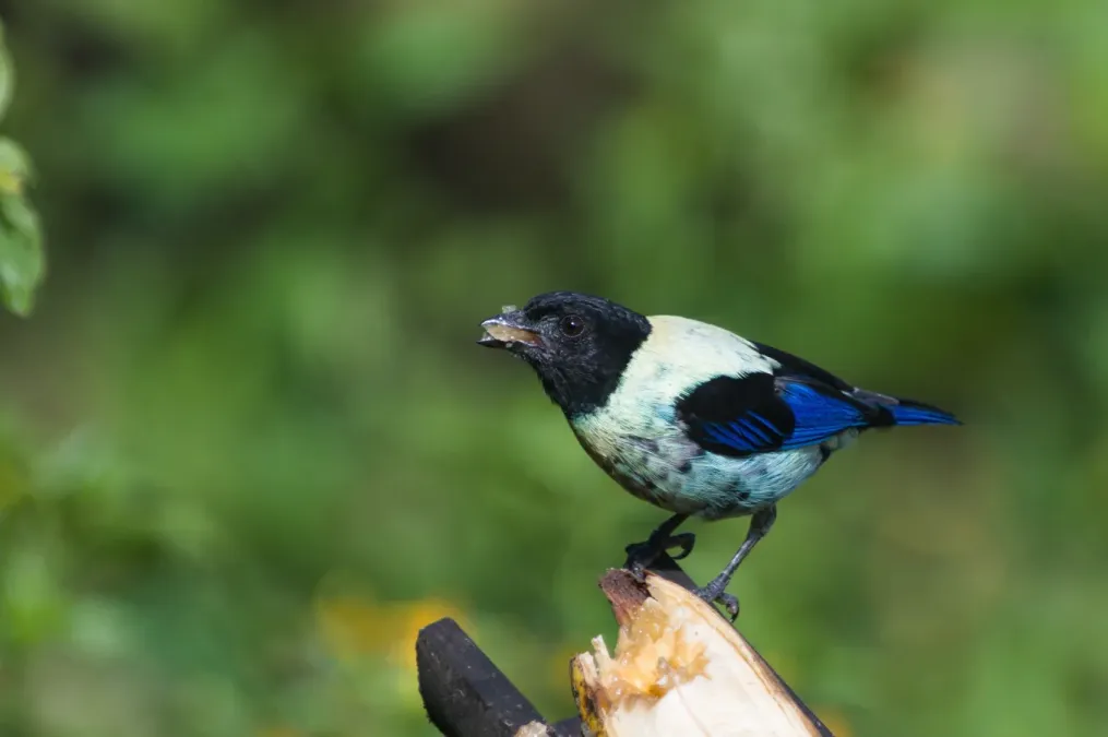 File:Stilpnia cyanoptera 291090270.jpg