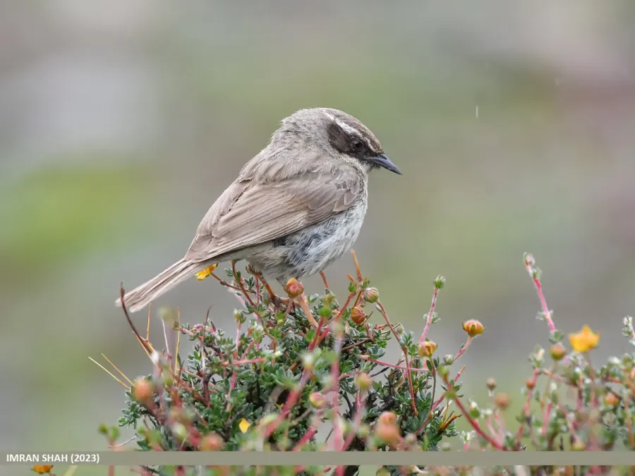 File:Brown Accentor (Prunella fulvescens) (53652654947).jpg