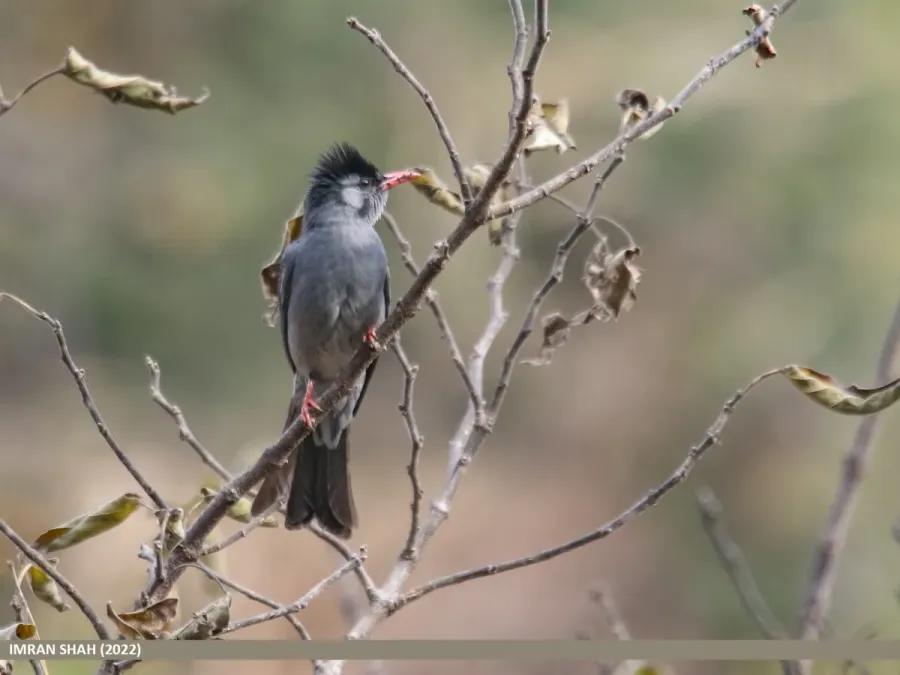 File:Black Bulbul (Hypsipetes leucocephalus) (53659049819).jpg