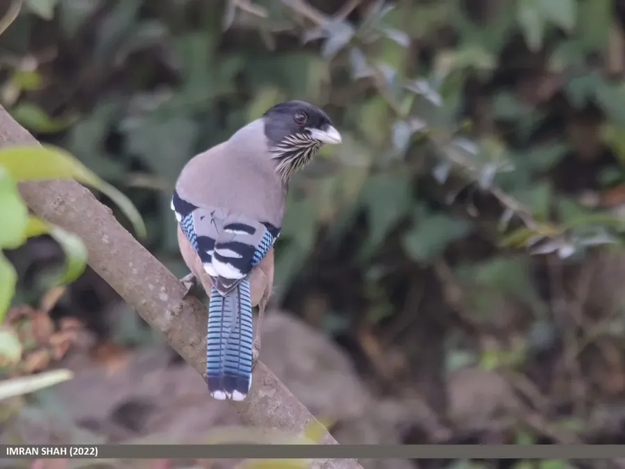 File:Black-headed Jay (Garrulus lanceolatus) (53657826912).jpg