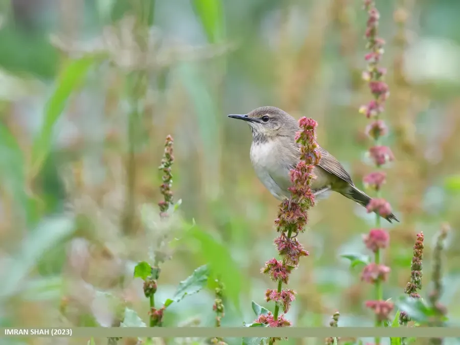 File:Long-billed Bush Warbler (Locustella major) (53658920108).jpg