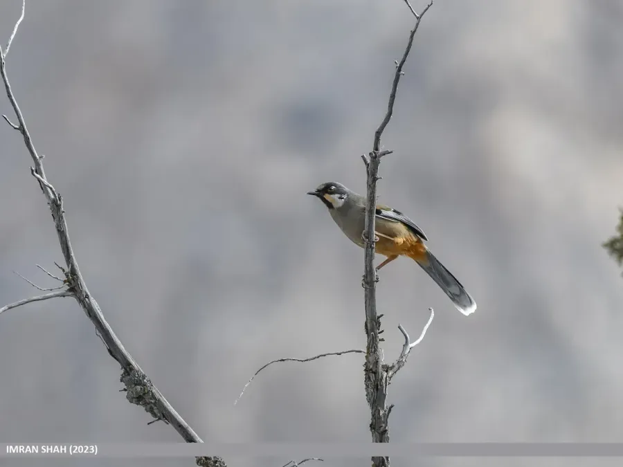File:Variegated Laughingthrush (Trochalopteron variegatum) (53658919613).jpg