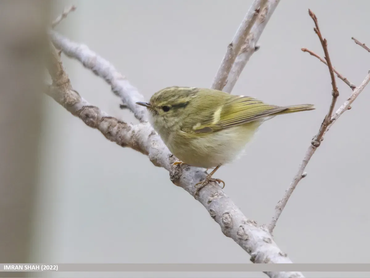 File:Lemon-rumped Warbler (Phylloscopus chloronotus) (53658690206).jpg