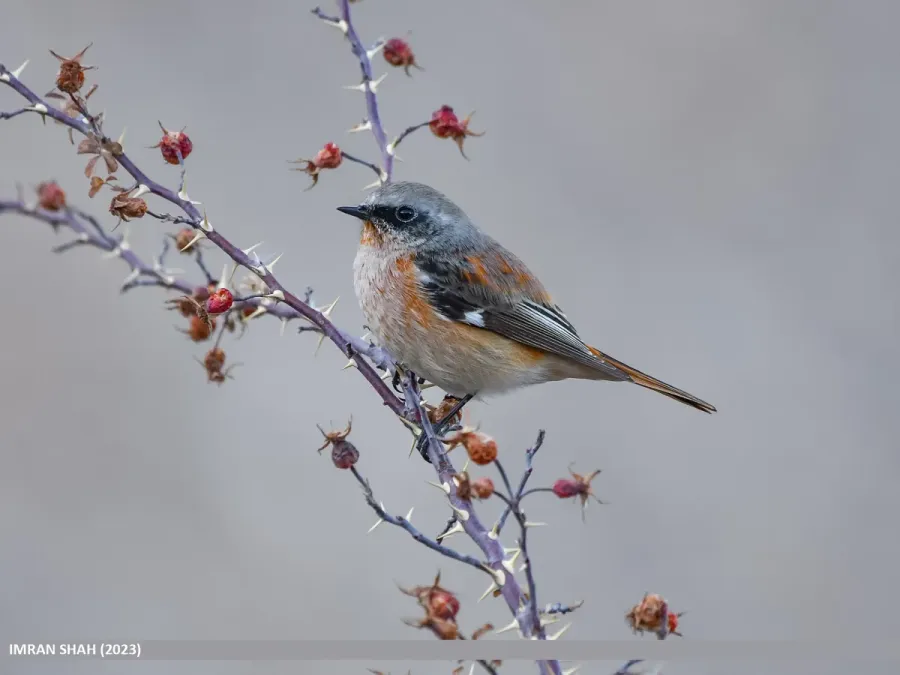 File:Rufous-backed Redstart (Phoenicurus erythronotus) (53445041511).jpg