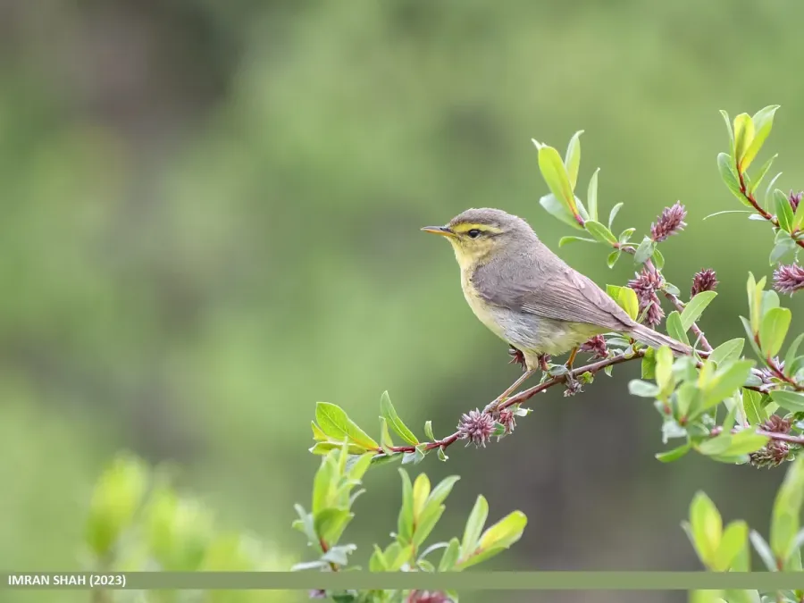 File:Tickell's Leaf Warbler (Phylloscopus affinis) (53450556734).jpg