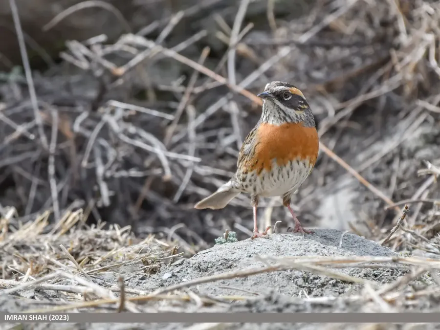 File:Rufous-breasted Accentor (Prunella strophiata) (53452696086).jpg