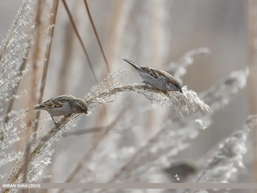 File:Sind Sparrow (Passer pyrrhonotus) (53455397190).jpg