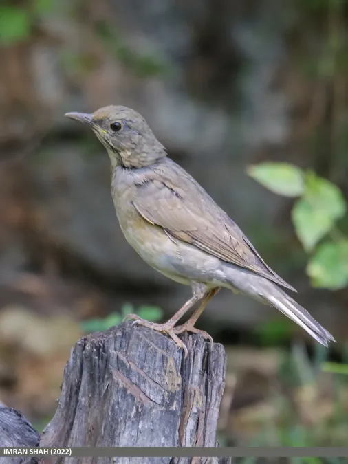 File:Tickell's Thrush (Turdus unicolor) (53455111783).jpg