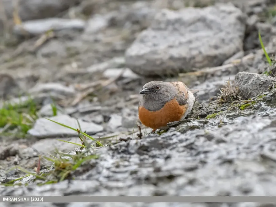 File:Robin Accentor (Prunella rubeculoides) (53455298004).jpg