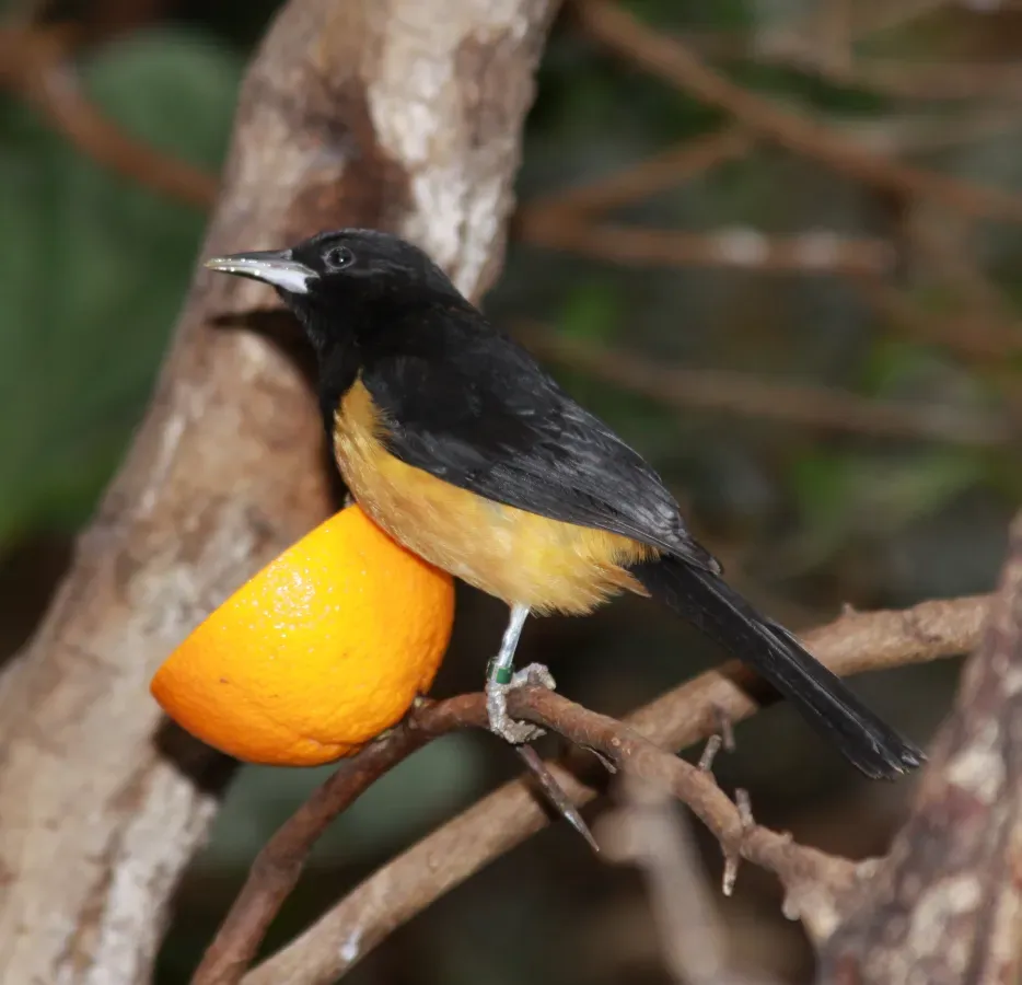 File:Icterus oberi -London Zoo, England-8a.jpg