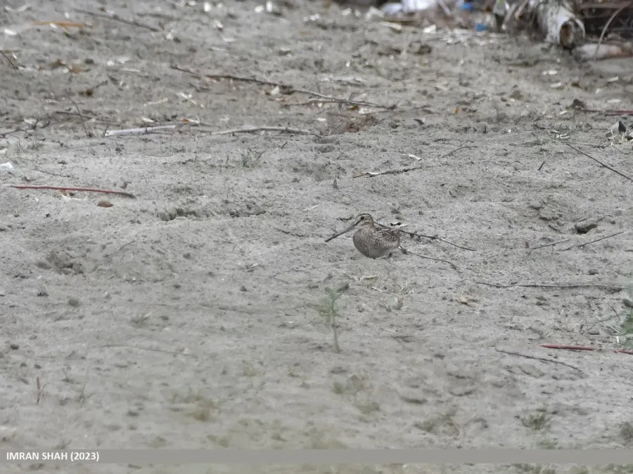 File:Solitary Snipe (Gallinago solitaria) (53455297429).jpg