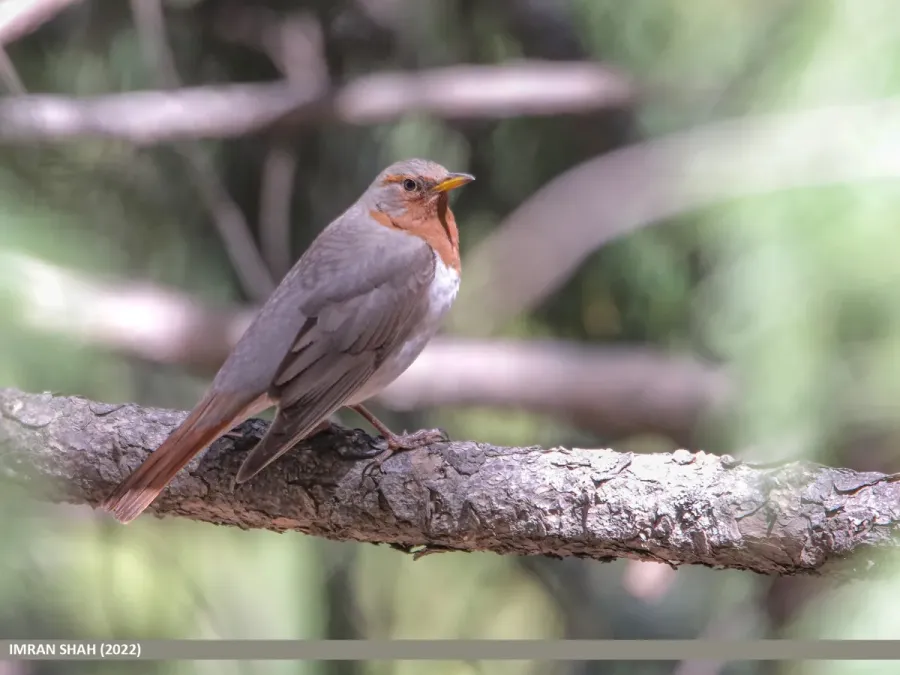 File:Red-throated Thrush (Turdus ruficollis) (53455398110).jpg