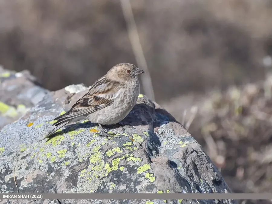 File:Plain Mountain Finch (Leucosticte nemoricola) (53455397880).jpg