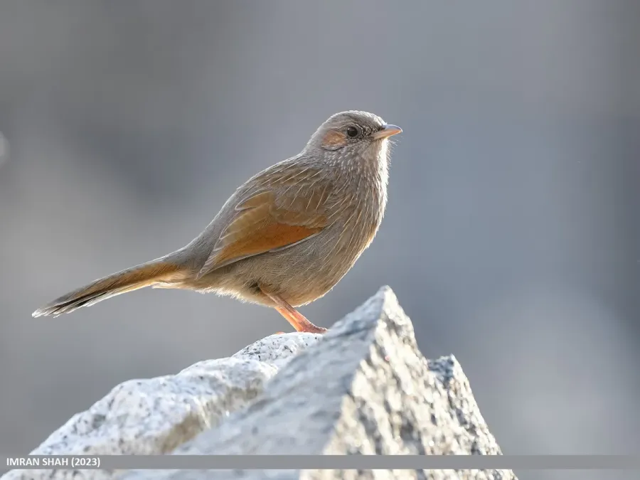 File:Streaked Laughingthrush (Trochalopteron lineatum) (53454062652).jpg