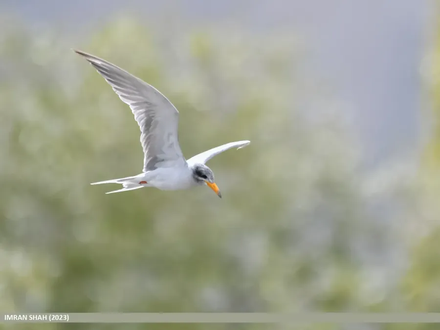 File:River Tern (Sterna aurantia) (53455111483).jpg