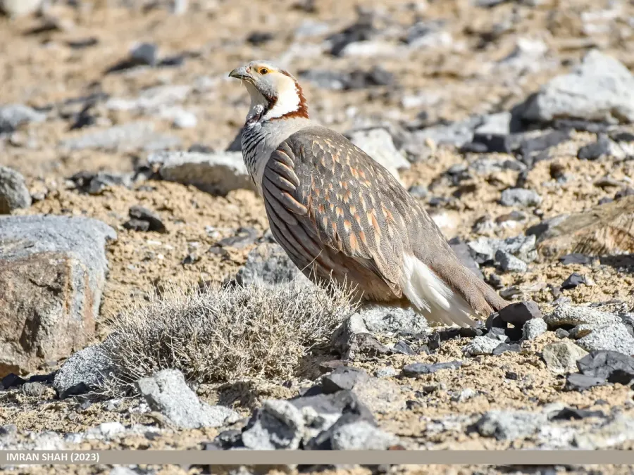 File:Himalayan Snowcock (Tetraogallus himalayensis) (53439928701).jpg