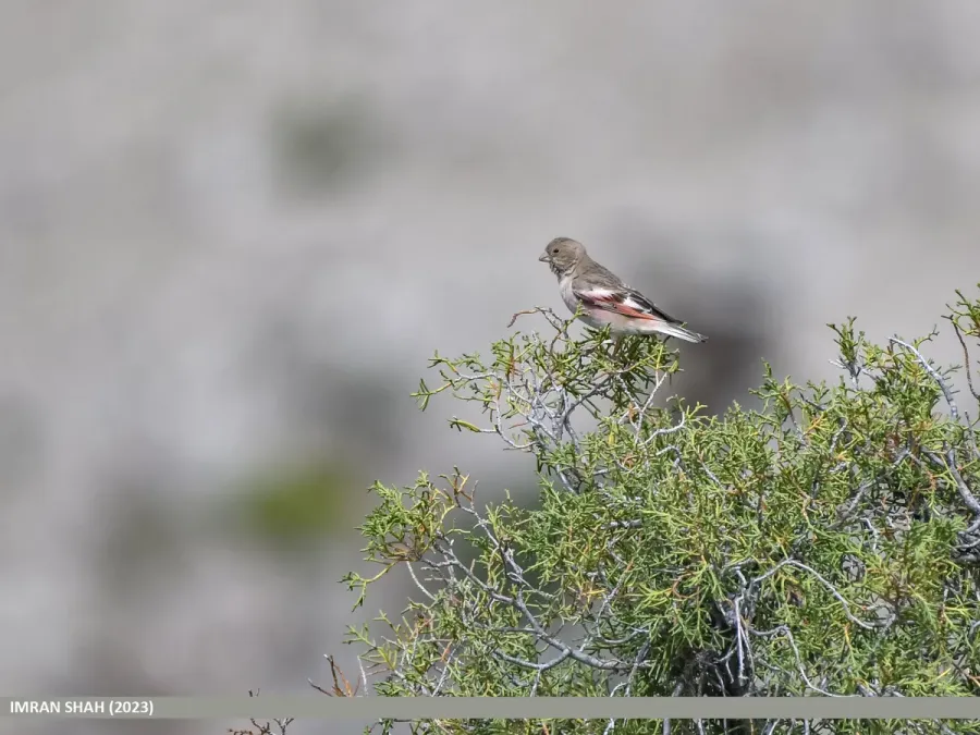 File:Mongolian Finch (Bucanetes mongolicus) (53444294719).jpg