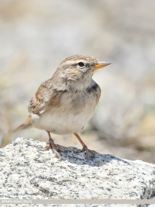File:Hume's Lark (Calandrella acutirostris) (53444295579).jpg