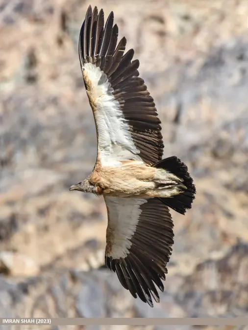 File:Himalayan Griffon (Gyps himalayensis) (53444113203).jpg