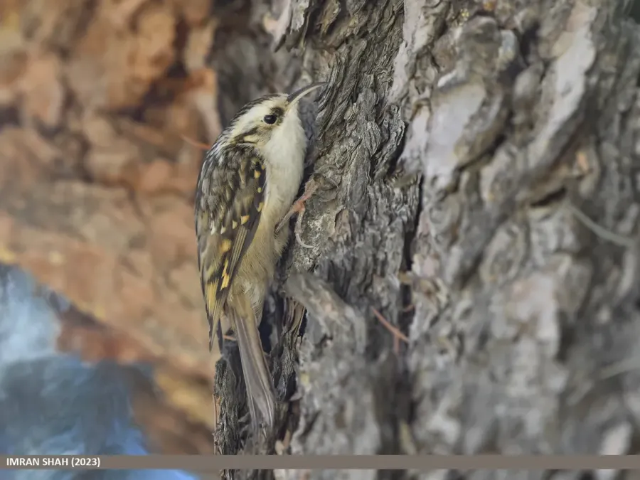 File:Hodgson's Treecreeper (Certhia hodgsoni) (53444388135).jpg