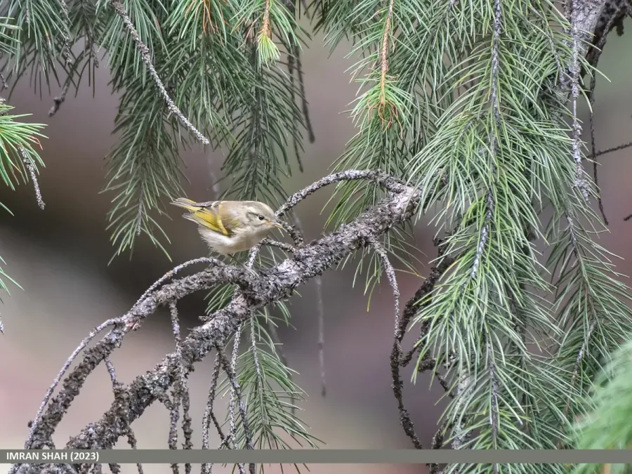 File:Lemon-rumped Warbler (Phylloscopus chloronotus) (53444113168).jpg