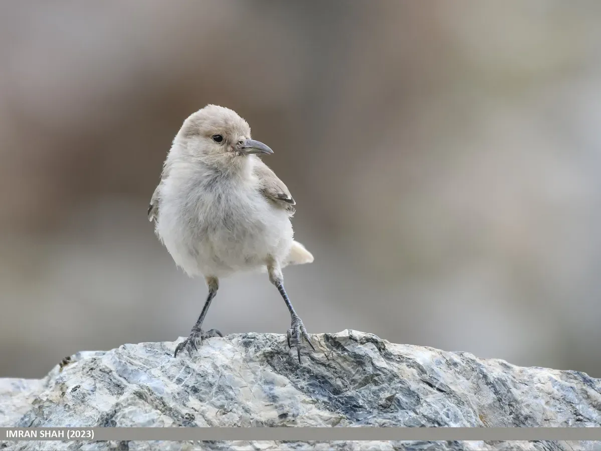 File:Ground Tit (Pseudopodoces humilis) (53444113488).jpg