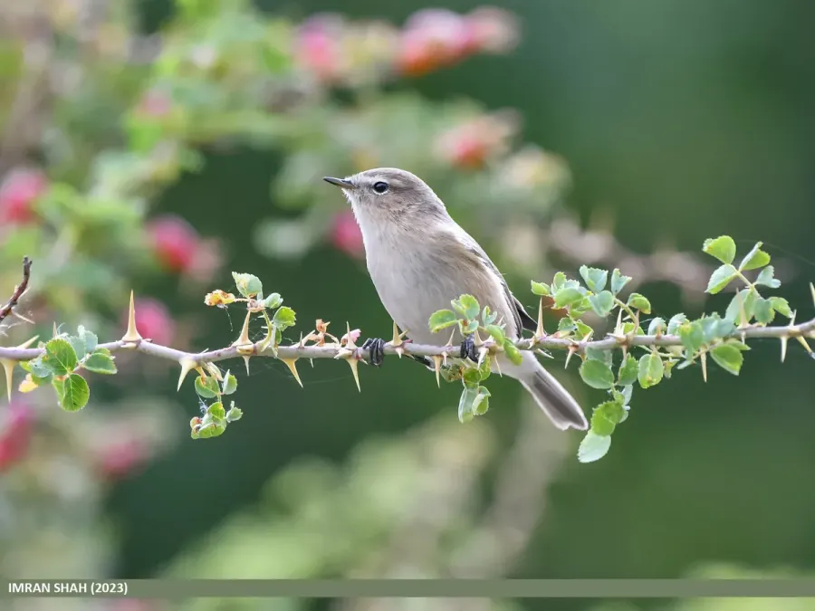 File:Mountain Chiffchaff (Phylloscopus sindianus) (53444113443).jpg