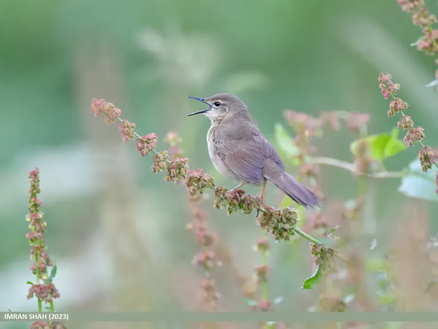 File:Long-billed Bush Warbler (Locustella major) (53444295754).jpg