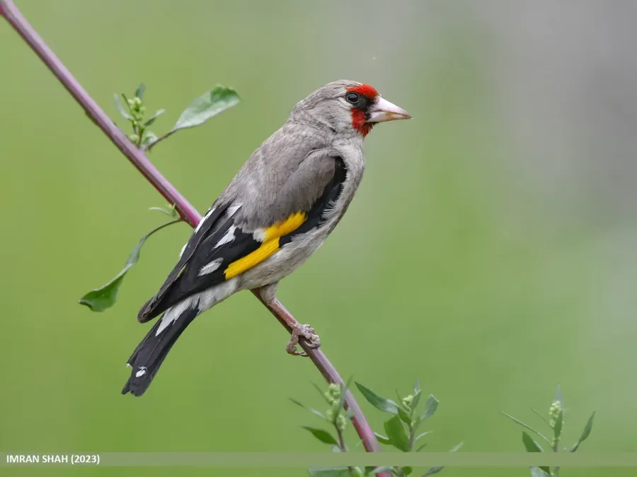 File:Grey-crowned Goldfinch (Carduelis caniceps), Gilgit (53426978157).jpg