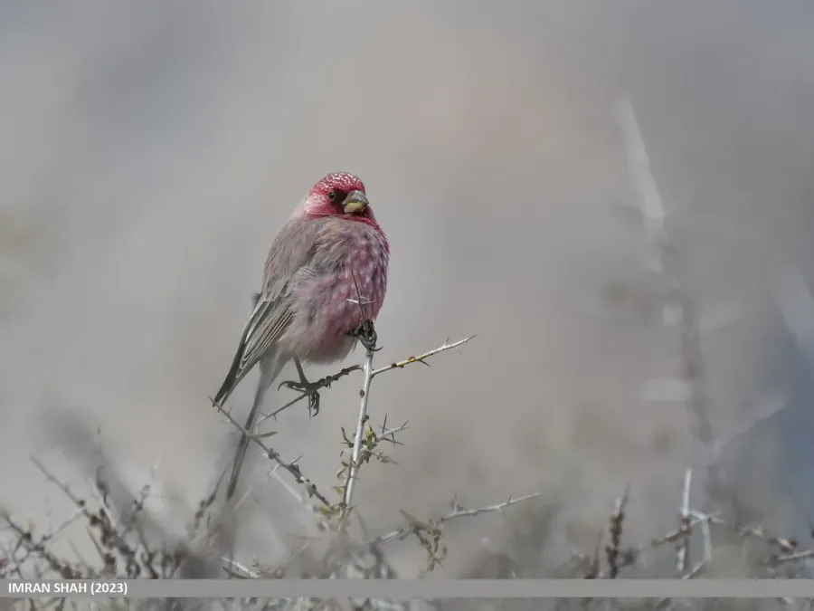 File:Great Rosefinch (Carpodacus rubicilla) (53434927063).jpg