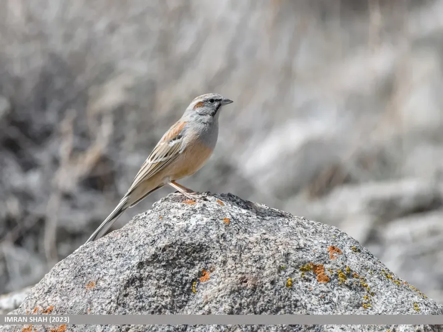 File:Godlewski's Bunting (Emberiza godlewskii) (53434785061).jpg