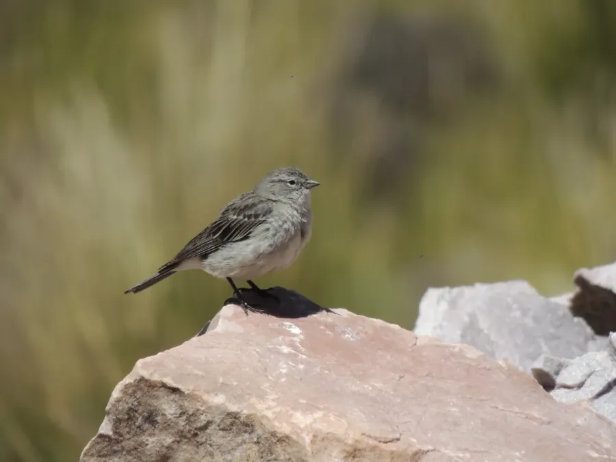 File:Geospizopsis plebejus 183105372.jpg
