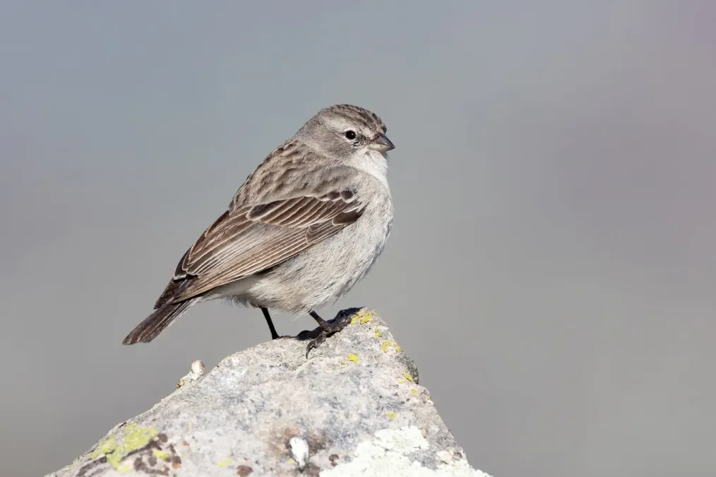 File:Geospizopsis plebejus 190206423.jpg