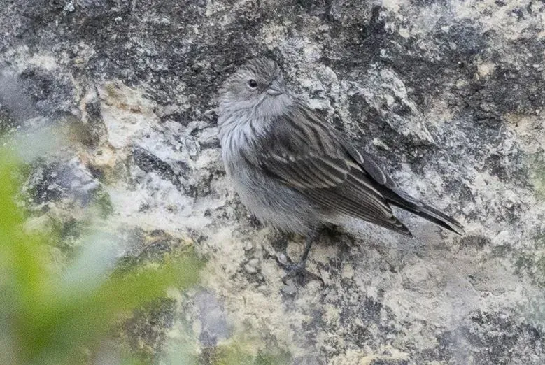File:Geospizopsis plebejus 344124159.jpg