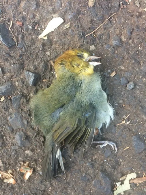 File:Thlypopsis pyrrhocoma 65753632.jpg
