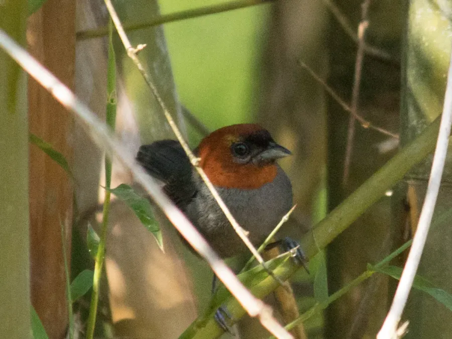 File:Thlypopsis pyrrhocoma 100102378.jpg
