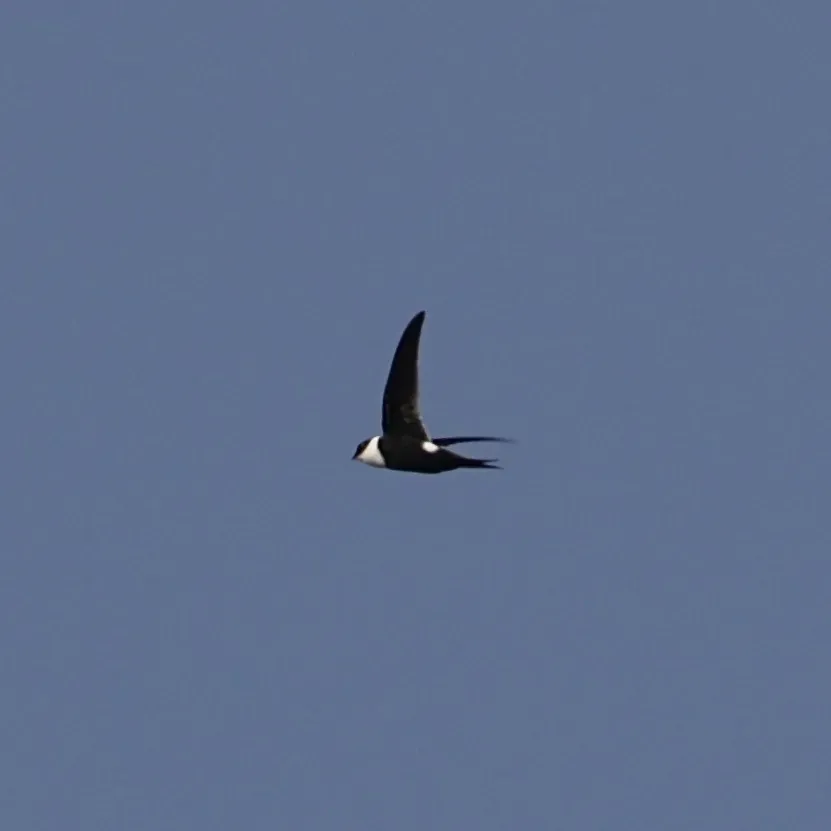 File:Panyptila cayennensis 82980165.jpg