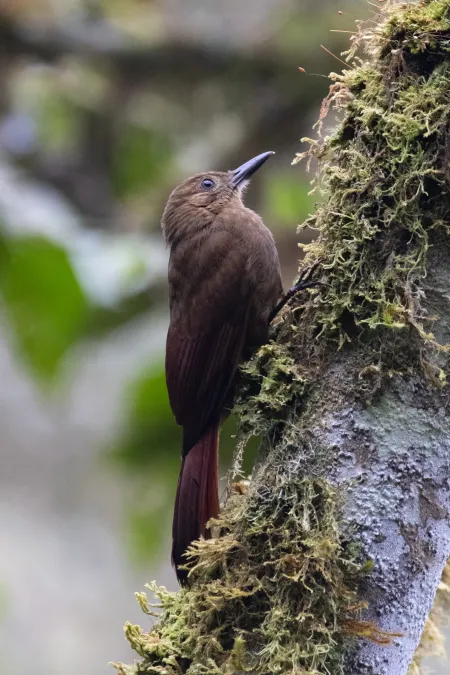 File:Dendrocincla tyrannina 66439061.jpg