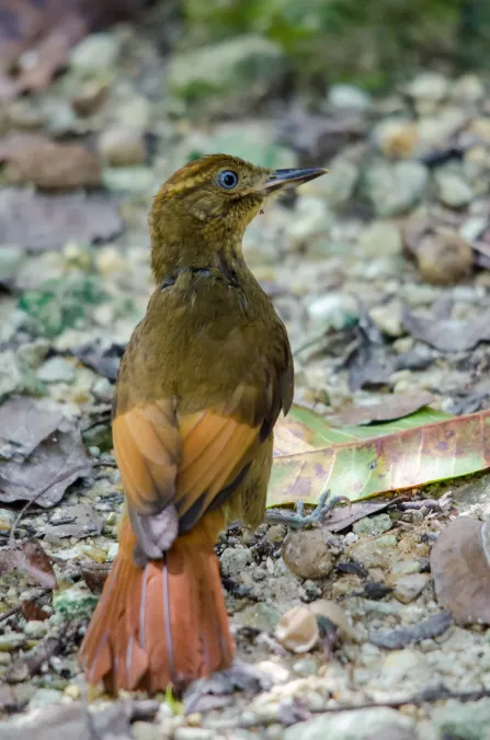 File:Dendrocincla anabatina 63244395.jpg